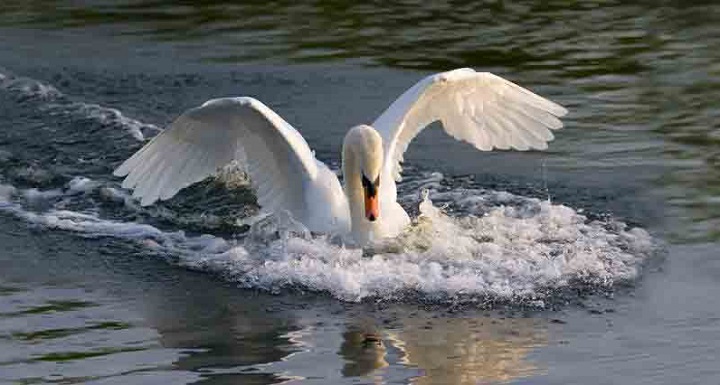 Health Leads Swan Landing