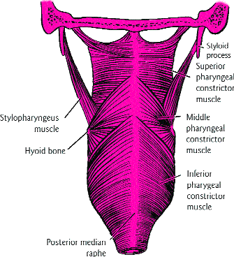 Pharyngeal Constrictors