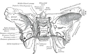 Dysmenorrhea - Wikipedia